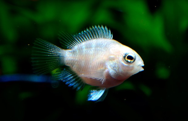 西安市碑林區沛豐水族店