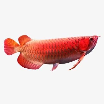 中山市沙溪鎮水星水族館（中山市沙溪鎮水星水族館電話） 中山市沙溪鎮水星水族館（中山市沙溪鎮水星水族館電話） 全國水族館企業名錄