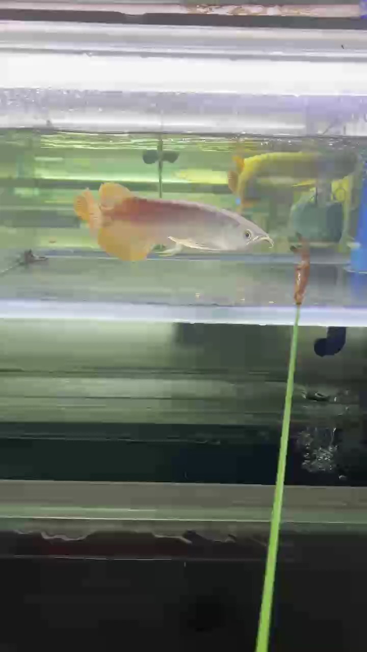 印尼小紅龍，26 公分，有意私