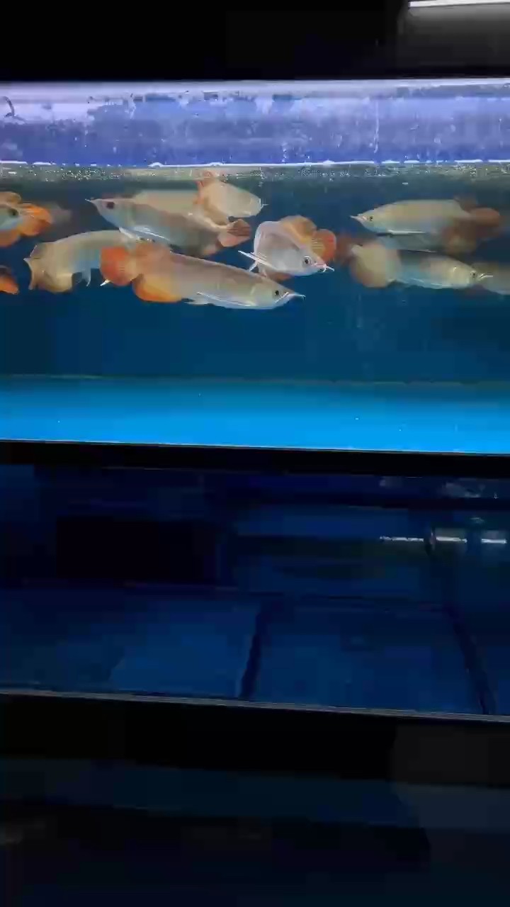 印尼小紅龍 22-23 公分，有意私