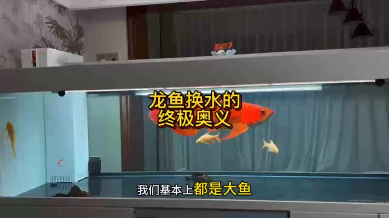 龍魚換水的終極奧義