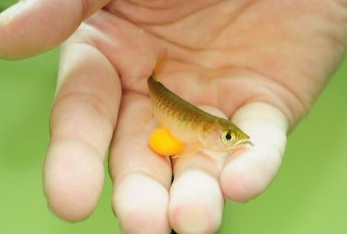 龍魚發色燈正確位置圖片