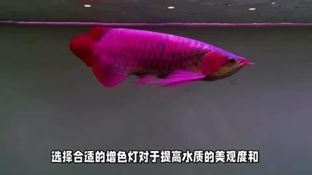 龍魚發色燈正確位置圖片