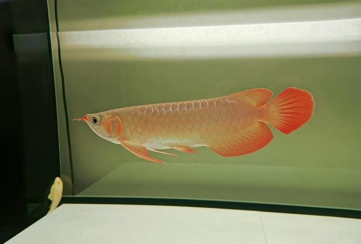 龍魚發色燈正確位置圖片