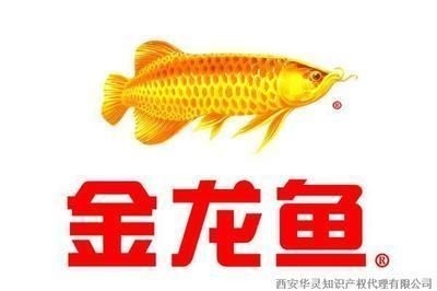 紅龍魚挑選視頻（如何挑選健康優質的紅龍魚）