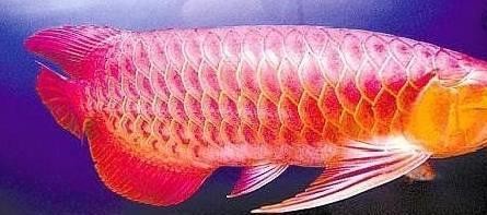 天柱縣侗鄉水族館經銷店
