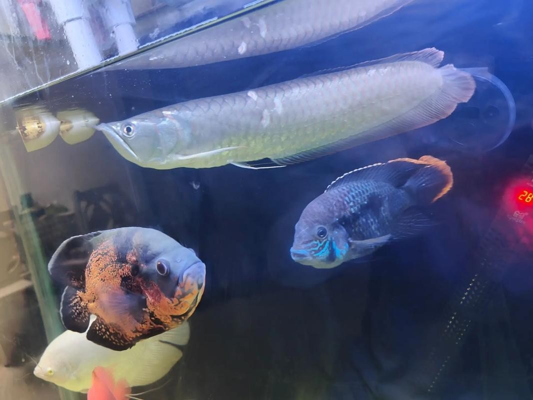 銀龍魚背上掉了一片鱗片還能活嗎圖片