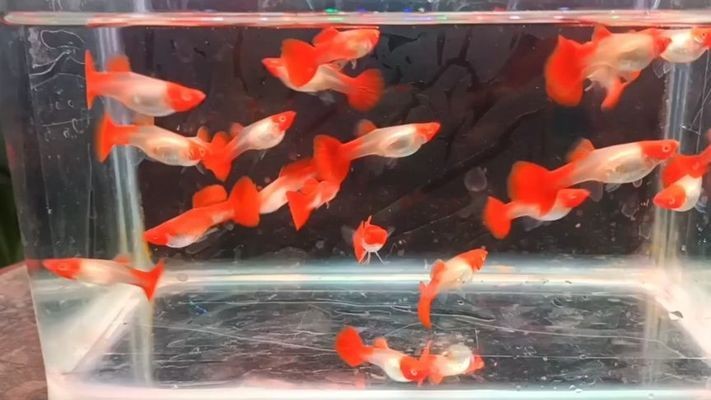 土默特左旗金洋花房水族館（金洋花海具體地址）