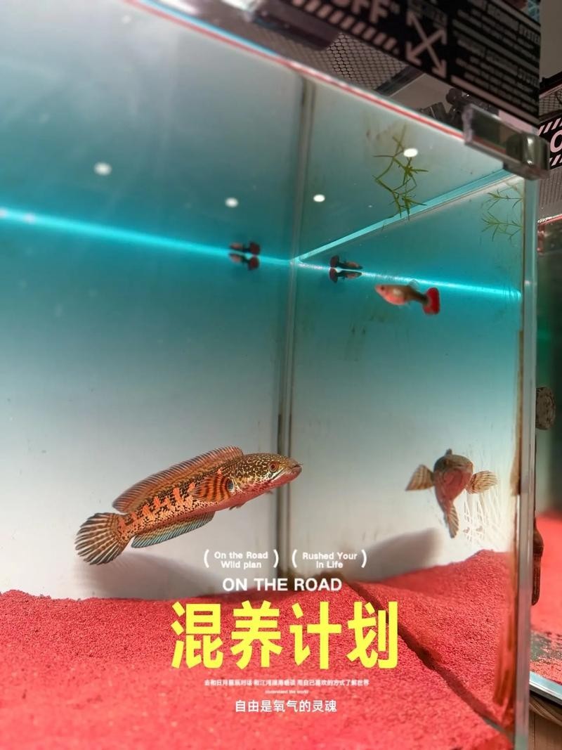 雷龍魚和紅龍能混養嗎圖片大全