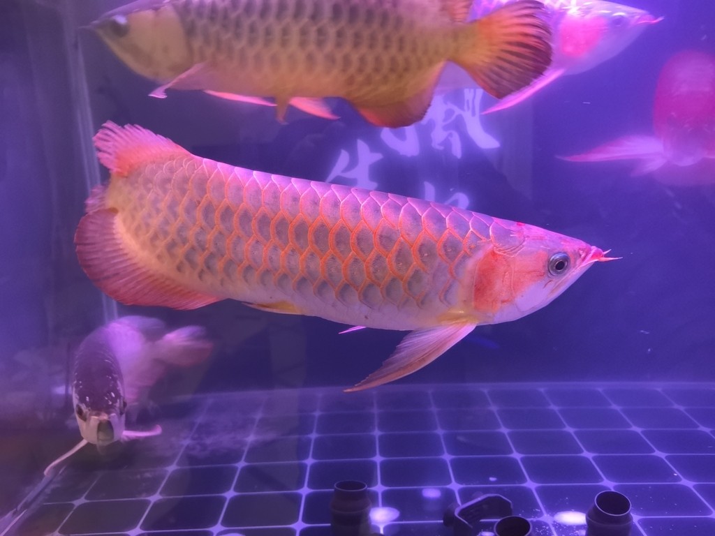 好久沒發了，來一發。