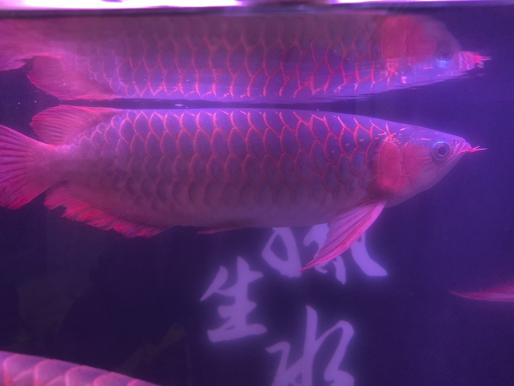 好久沒發了，來一發。