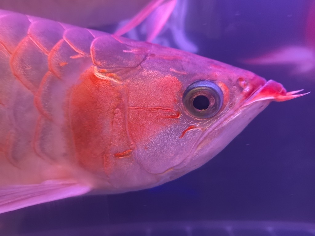 好久沒發了，來一發。
