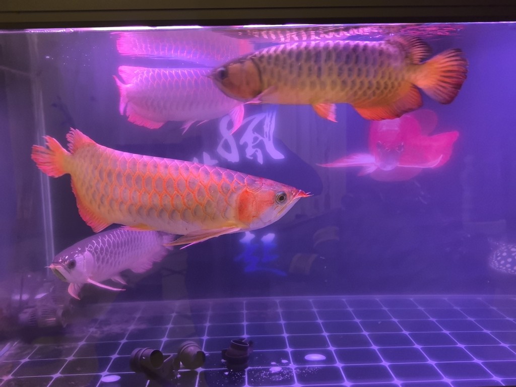 好久沒發了，來一發。