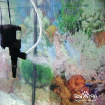 平潭綜合實驗區陳強強水族館店（平潭陳強）