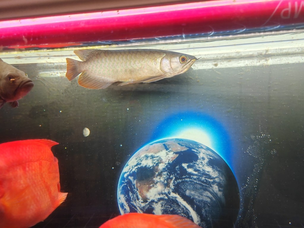 有沒有大神幫我看看這條魚怎么樣？