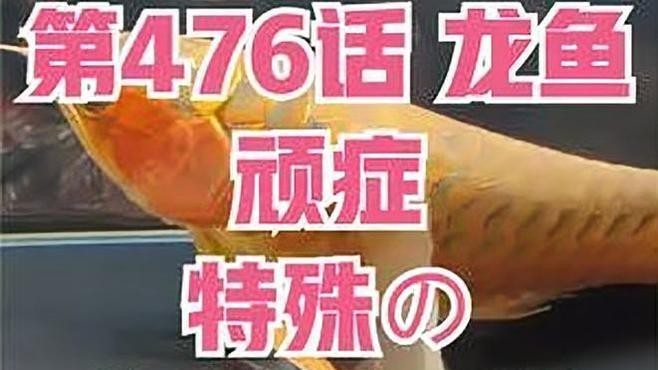 龍魚腸炎有哪些常見誤區？