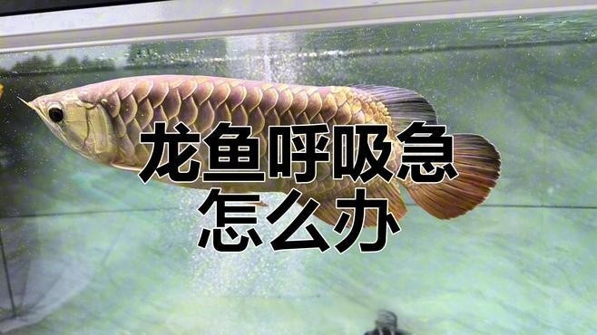 龍魚腸炎有哪些常見誤區？