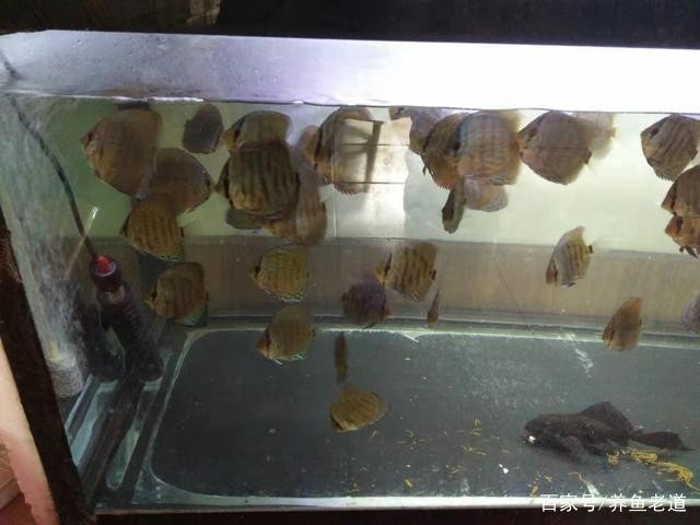 儀征市新集鎮福瑞水族制品廠（儀征市新集鎮福瑞水族制品廠招聘）