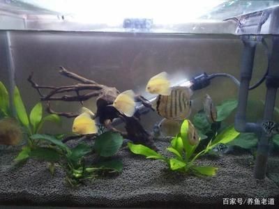 佛山市高明區魚樂圈水族館（佛山市高明區魚樂圈水族館地址）