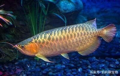 西安市漢長城保護區花鯉水族館（西安市漢長城保護區花鯉水族館電話）