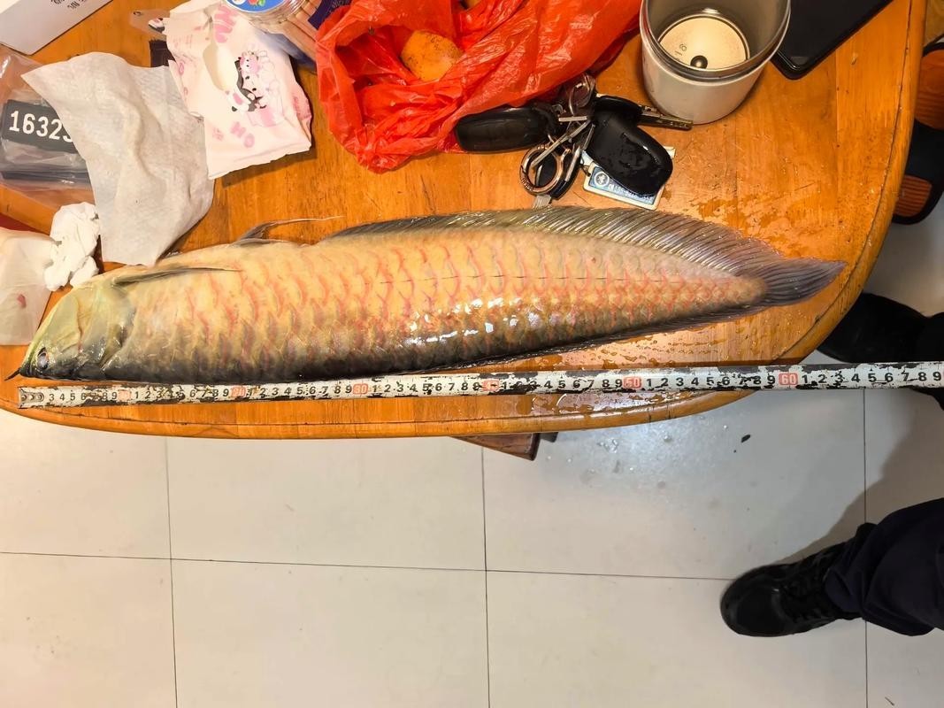 銀龍魚的尾巴爛了怎么辦圖片 銀龍魚的尾巴爛了怎么辦圖片 龍魚百科 第22張