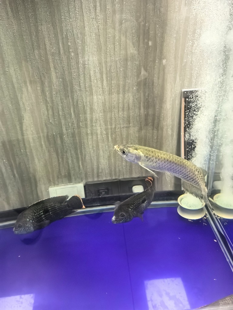 不知道買了個什么品種的龍魚