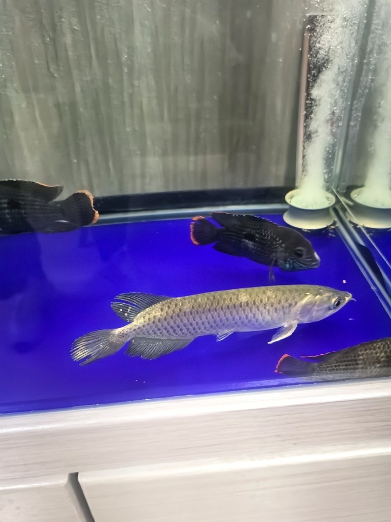 不知道買了個什么品種的龍魚