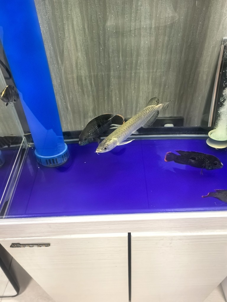 不知道買了個什么品種的龍魚