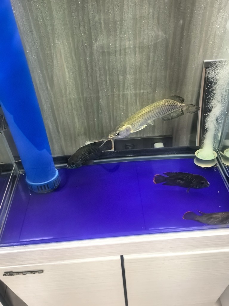 不知道買了個什么品種的龍魚