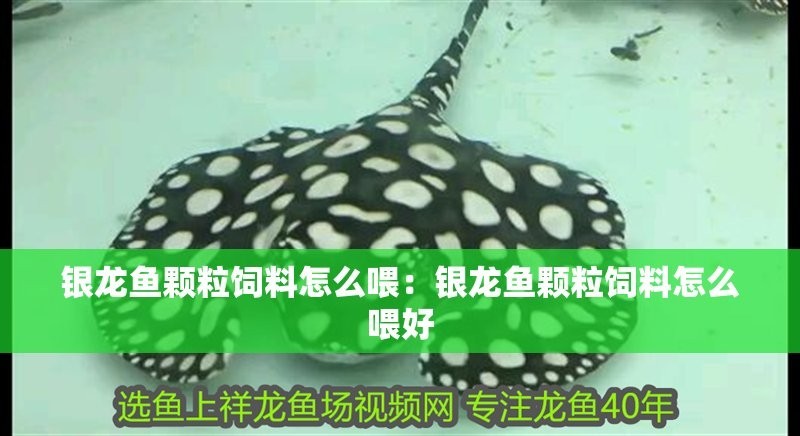 銀龍魚能喂顆粒飼料嗎怎么喂的