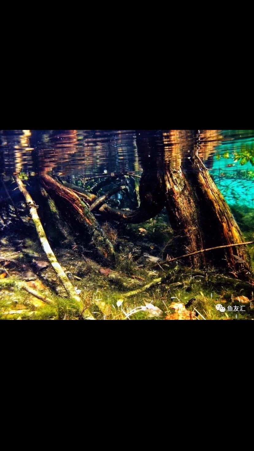 瑰麗的水族造景