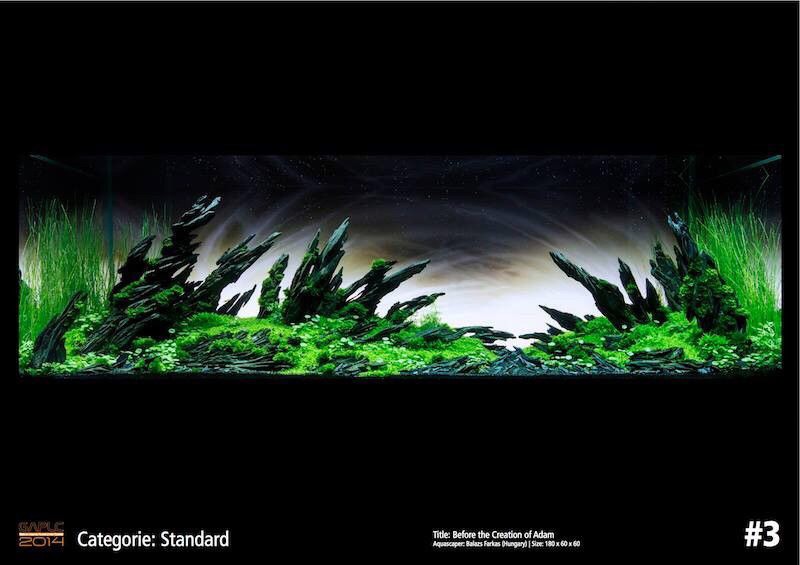 瑰麗的水族造景