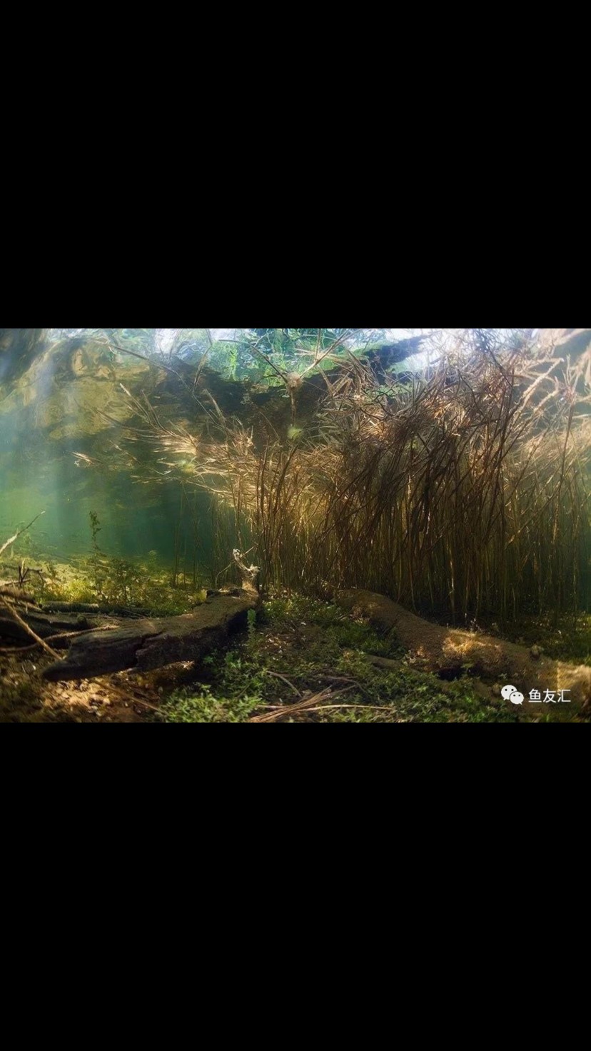 瑰麗的水族造景