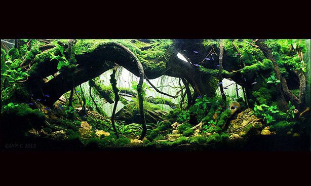 瑰麗的水族造景
