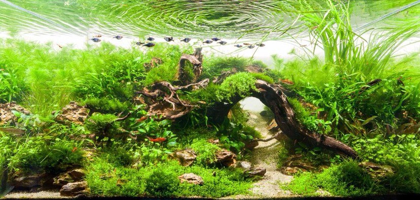 瑰麗的水族造景