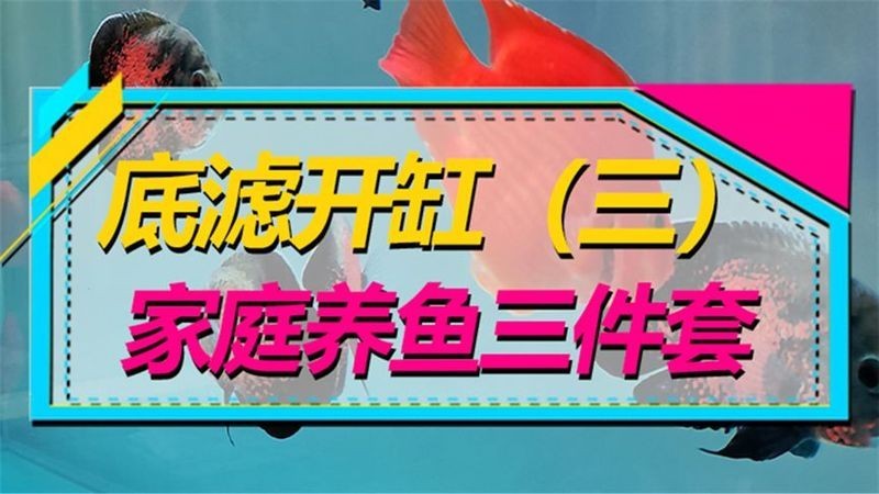 銀龍魚蒙眼病怎么辦，如何預防銀龍魚再次蒙眼