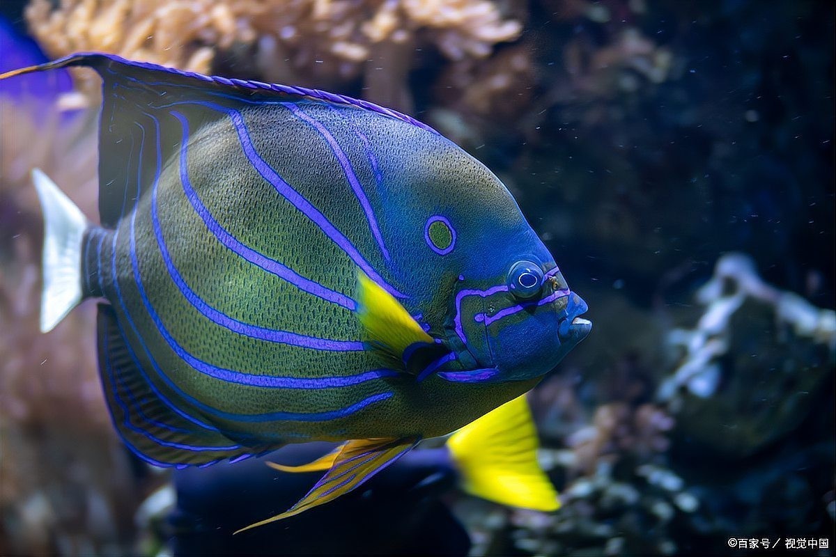 銀龍魚蒙眼病怎么辦，如何預防銀龍魚再次蒙眼