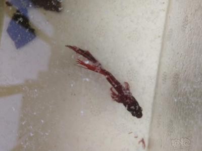 淮濱縣王家崗鄉清鑫水族生態魚缸廠（淮濱縣王家崗鄉清鑫水族生態魚缸廠電話）