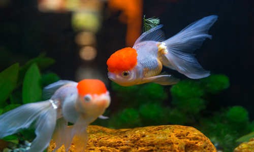 魚缸背景圖背景圖片素材（魚缸背景圖圖片素材分類整理）
