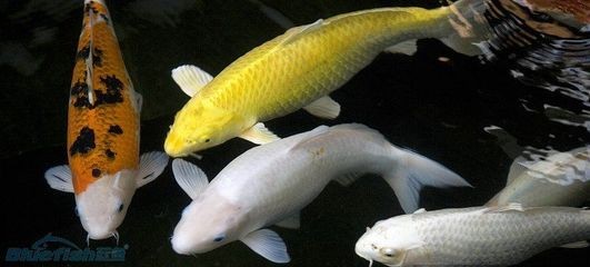 高新區(qū)亮點水族店