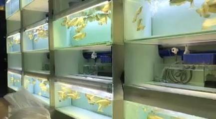 青岡縣青岡鎮簡約水族館（青岡水庫）