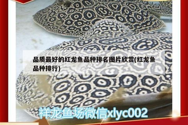 巴林左旗乾豐觀賞魚(yú)養(yǎng)殖專業(yè)合作社（巴林左旗乾德花園位置）