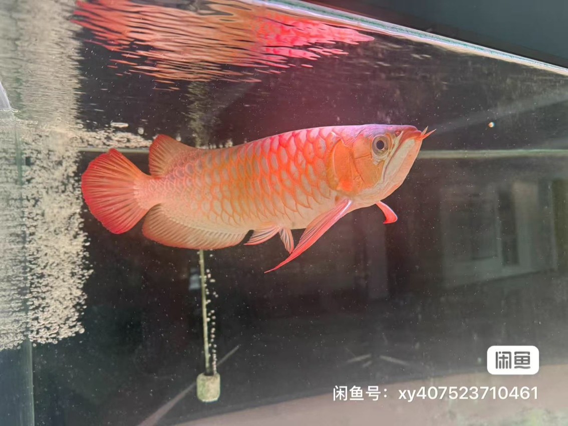 龍魚便宜賣