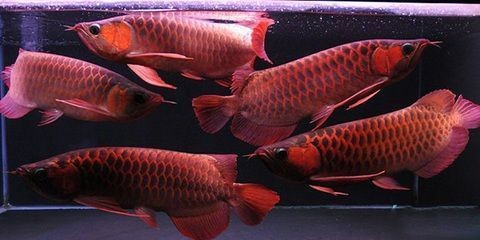 漂亮的淡水觀賞魚圖片高清(觀賞淡水魚的種類圖片大全)