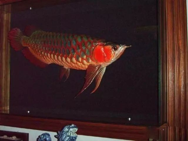 龍魚怎么做標(biāo)本