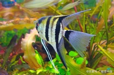 金頭過背金龍魚最忌諱的三個東西