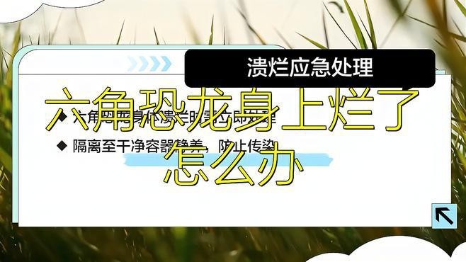 六角龍魚爛了多久會死