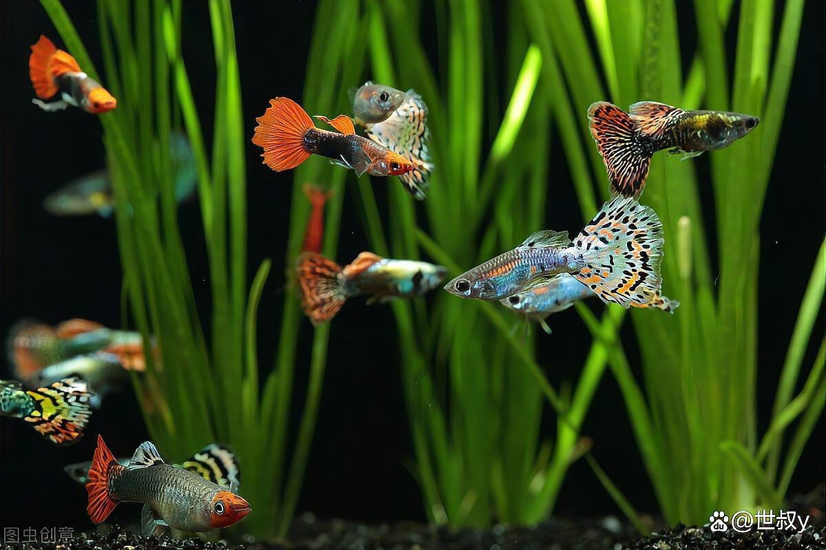 飛鳳魚30多度水會(huì)死嗎