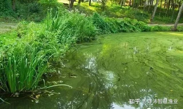 飛鳳魚30多度水會(huì)死嗎