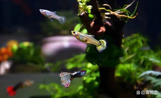 飛鳳魚30多度水會(huì)死嗎